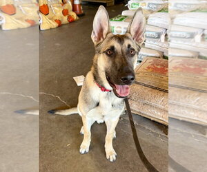 German Shepherd Dog Dogs for adoption in West Sacramento, CA, USA