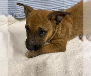 Mutt Dogs for adoption in Modesto, CA, USA