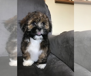 Lhasa Apso Puppy for sale in RIDGEVILLE, SC, USA
