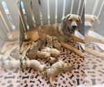 Small Photo #2 Golden Retriever Puppy For Sale in MIDLAND, MI, USA