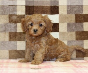 Cavapoo (Miniature) Puppy for sale in DENVER, PA, USA