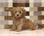 Image preview for Ad Listing. Nickname: Sadie