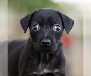Mutt Dogs for adoption in San Diego, CA, USA