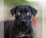 Small Mutt