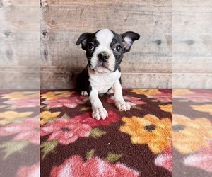 Boston Terrier Puppy for sale in VERMONTVILLE, MI, USA