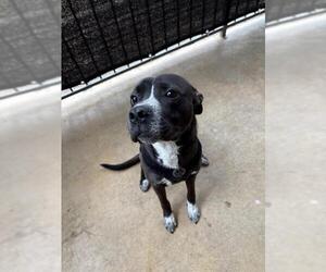American Staffordshire Terrier Dogs for adoption in San Antonio, TX, USA