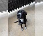 Small American Staffordshire Terrier