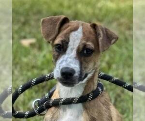 Medium Dachshund Mix