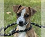 Small Dachshund Mix