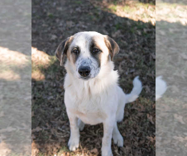 Medium Photo #2 Great Pyrenees Puppy For Sale in Croydon, NH, USA