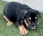 Small Photo #7 English Bulldog Puppy For Sale in SEATTLE, WA, USA
