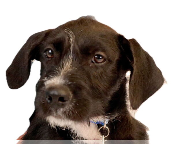 Medium Photo #12 American Staffordshire Terrier-Unknown Mix Puppy For Sale in Princeton, MN, USA