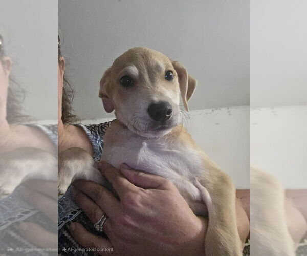 Medium Photo #2 Doberman Pinscher-Labrador Retriever Mix Puppy For Sale in Aurora, IN, USA