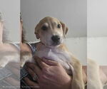 Small #1 Doberman Pinscher-Labrador Retriever Mix