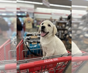 Labrador Retriever Puppy for sale in LOUISBURG, NC, USA