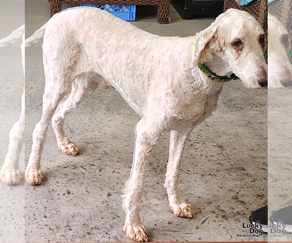 Medium Photo #3 Poodle (Standard)-Unknown Mix Puppy For Sale in Washington, DC, USA