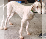 Small Photo #3 Poodle (Standard)-Unknown Mix Puppy For Sale in Washington, DC, USA