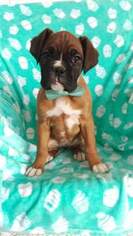 Boxer Puppy for sale in BEARTOWN, PA, USA