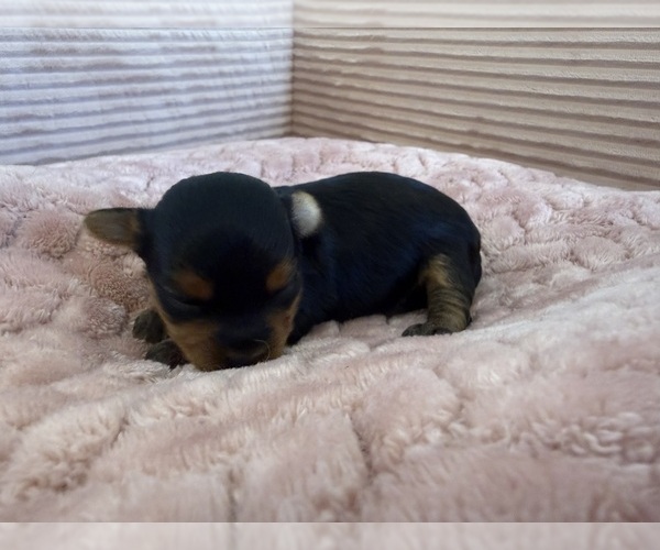 Medium Photo #22 Yorkipoo Puppy For Sale in ARLINGTON, TX, USA