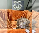 Puppy Yellow American Bully