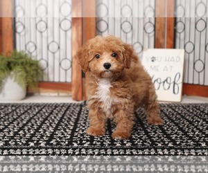 Poochon Puppy for sale in NAPLES, FL, USA