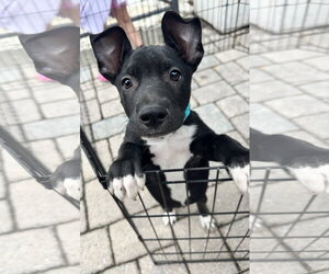 Martin - Male American Pit Bull Terrier-Unknown Mix Dog for Adoption - Photo #4
