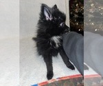 Puppy Puppy 1 Pomeranian
