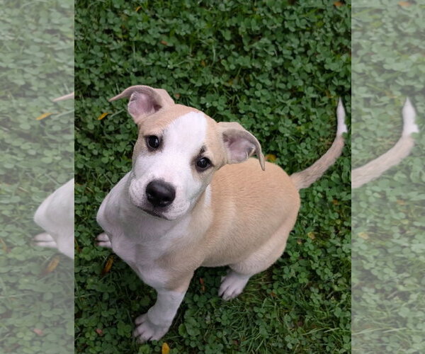 Medium Photo #2 Labrador Retriever-Unknown Mix Puppy For Sale in SHERBURNE, NY, USA
