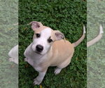 Small #1 Labrador Retriever Mix