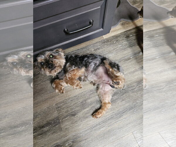 Medium Photo #1 Mutt Puppy For Sale in Woodsfield, OH, USA