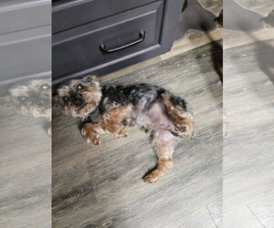Mutt Dogs for adoption in Woodsfield, OH, USA