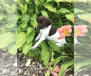 German Shorthaired Pointer Puppy for sale in MIFFLINTOWN, PA, USA