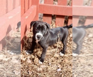 American Staffordshire Terrier-Unknown Mix Dogs for adoption in Duluth, MN, USA