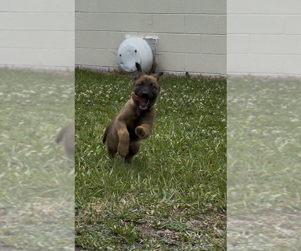 Medium Photo #3 Mutt Puppy For Sale in Imlay City, MI, USA