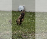 Small #2 Mutt
