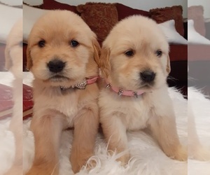 Golden Retriever Puppy for Sale in BEVERLY HILLS, California USA