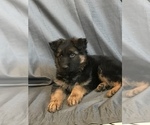 Small Photo #11 German Shepherd Dog Puppy For Sale in NUEVO, CA, USA