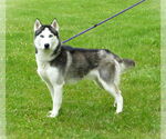 Small #2 Siberian Husky Mix