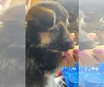 Small Photo #3 German Shepherd Dog Puppy For Sale in NEWNAN, GA, USA