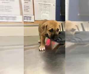 Mutt Dogs for adoption in Conroe, TX, USA