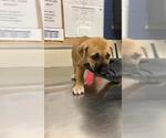 Small Mutt