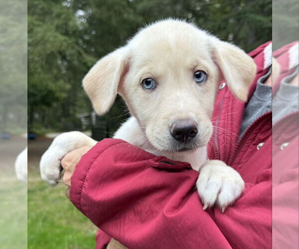 Medium Photo #2 Huskies -Unknown Mix Puppy For Sale in Olalla, WA, USA