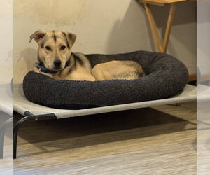 Nikolai - Male Mutt Dog for Adoption - Photo #2