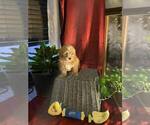 Puppy Uno Poovanese