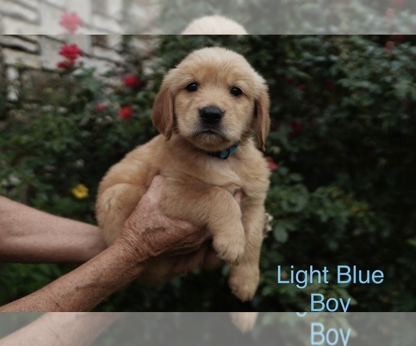 Medium Photo #8 Golden Retriever Puppy For Sale in ROUND ROCK, TX, USA