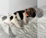 Small Photo #13 French Bulldog Puppy For Sale in OLYMPIA, WA, USA