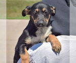 Small #4 Pembroke Welsh Corgi-Red Heeler Mix