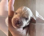 Small #3 Cavapoo (Miniature)
