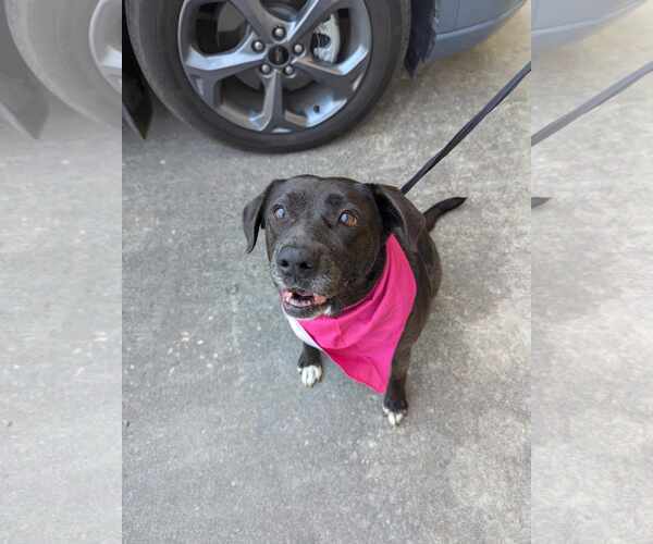 Medium Photo #1 Labrador Retriever-Unknown Mix Puppy For Sale in Oakhurst, NJ, USA