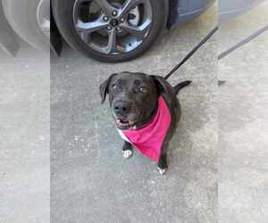 Labrador Retriever-Unknown Mix Dogs for adoption in Oakhurst, NJ, USA